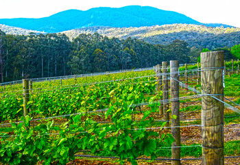 Valley Farm Vineyard Cottages - Perth Resorts 10