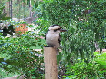 Amytis Gardens Retreat Spa And Cooking School - Accommodation Perth 3