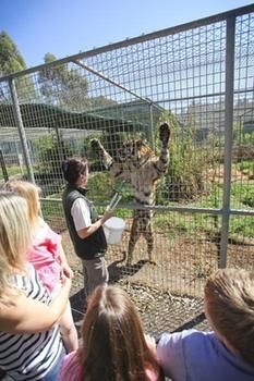 Billabong Camp, Taronga Western Plains Zoo - Accommodation Perth 10