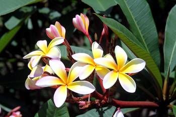 Phoenix Eumundi Bed & Breakfast - Accommodation Perth 13