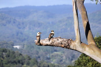 Phoenix Eumundi Bed & Breakfast - Accommodation Perth 18