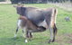 Animal Land - thumb 0