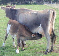 Animal Land - Accommodation Perth