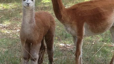 Chestnut Springs - Perth Resorts 6