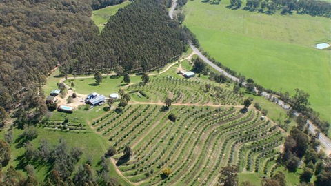 Karoonda Olive Grove Retreat At Mt Buffalo Olives - Accommodation Perth 2