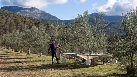 Karoonda Olive Grove Retreat At Mt Buffalo Olives - Accommodation Perth 3
