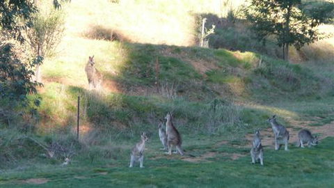 Karoonda Olive Grove Retreat At Mt Buffalo Olives - Accommodation Perth 6