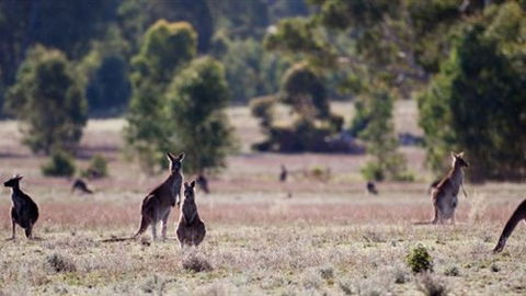 Wartook Rise Mudbrick Cabins - Accommodation Perth 1