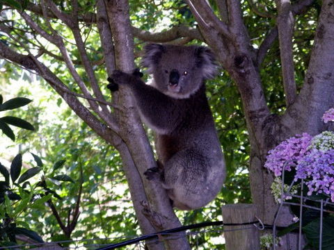 Adelaide Hills Bed & Breakfast Accommodation - Accommodation Perth 4