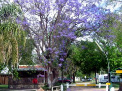 BIG4 Forbes Holiday Park - Perth Resorts 3