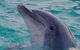 Blue Dolphin Caravan Park & Holiday Village - thumb 5
