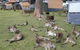 Durras Lake North Holiday Park - thumb 4