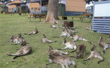 Durras Lake North Holiday Park - Accommodation Perth 4
