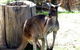 Toodyay Holiday Park & Chalets - thumb 3