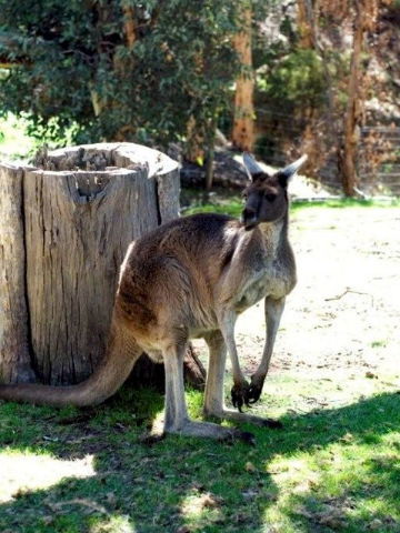 Toodyay Holiday Park & Chalets - Accommodation Perth 3