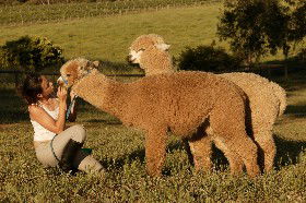 Settlers Rest Farmstay Swan Valley - Accommodation Perth 2