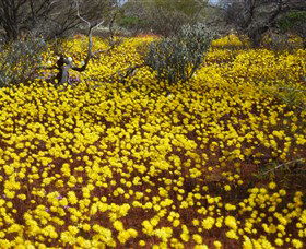 Yalgoo Caravan Park - Perth Resorts 3