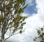 Glen Villa Resort and Tourist Park Casino - Accommodation Perth