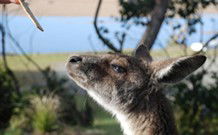 Joalah Holiday Park - Accommodation Perth 1