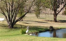 Sapphire City Caravan Park - Accommodation Perth 4