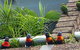 Aquajet Motel - Coffs Harbour - thumb 4