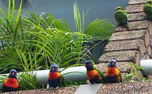Aquajet Motel - Coffs Harbour - Accommodation Perth 4