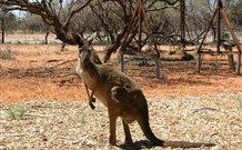 Mungo Lodge Tours And Accommodation - Perth Resorts 4