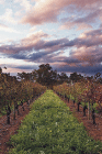 Lamonts Winery, Restaurant & Gallery - Accommodation Perth 0