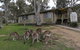 Kosciuszko Tourist Park - thumb 5