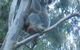 Barrington Tops Organic Retreat - thumb 7