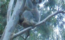 Barrington Tops Organic Retreat - Accommodation Perth 7