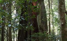 Cougal Park Bed And Breakfast - Accommodation Perth 5