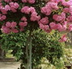Eden Bed and Breakfast - Accommodation Perth