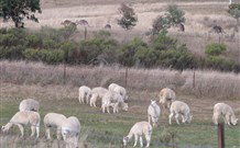 Glendalough Alpacas Bed And Breakfast - Accommodation Perth 4