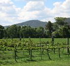 Jessica's Guest House and Vineyard - Accommodation Perth
