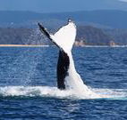 Snug Cove Bed and Breakfast - Accommodation Perth
