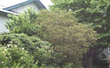 Tree Tops Guesthouse - Accommodation Perth 1