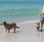 A Paradise Bungalow Waterfront - Perth Resorts