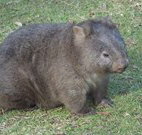 Seakissed Beachhouse - Perth Resorts