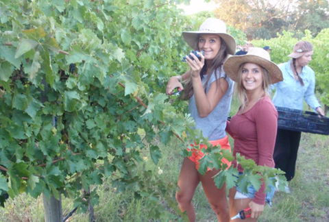 McLaren Vale Backpackers - Accommodation Perth 0