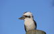 Blackwattle Farm Bed And Breakfast And Farm Stay - thumb 1