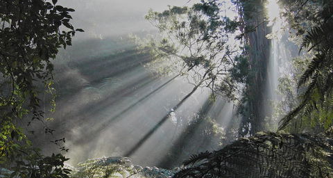 Eastern Dandenong Ranges Visitor Information Centre - Perth Resorts 5