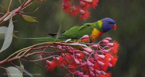 Eastern Dandenong Ranges Visitor Information Centre - Perth Resorts 16