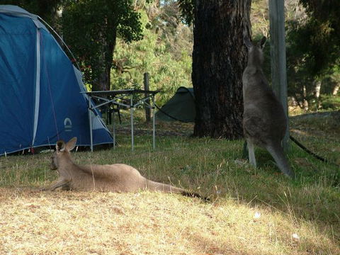 Grampians Paradise Camping And Caravan Parkland - Accommodation Perth 8