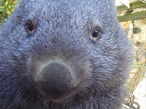 Kingbilli - Perth Resorts 4