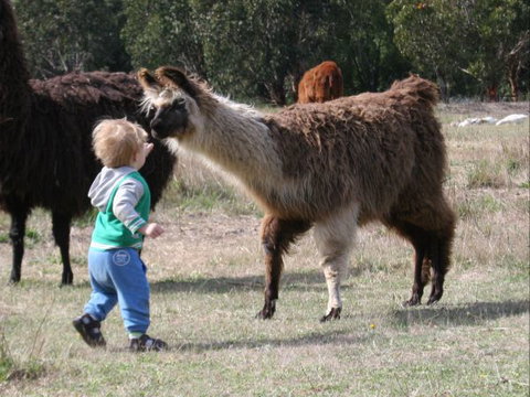 Kingbilli - Perth Resorts 6