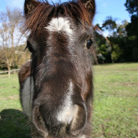 Kingbilli - Perth Resorts 8