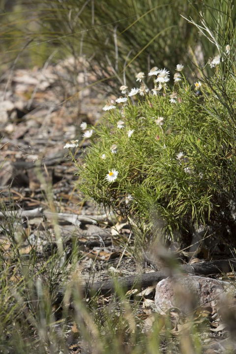 Kroombit Tops National Park Camping Ground - Perth Resorts 1