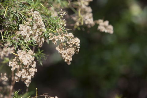 Kroombit Tops National Park Camping Ground - Perth Resorts 2