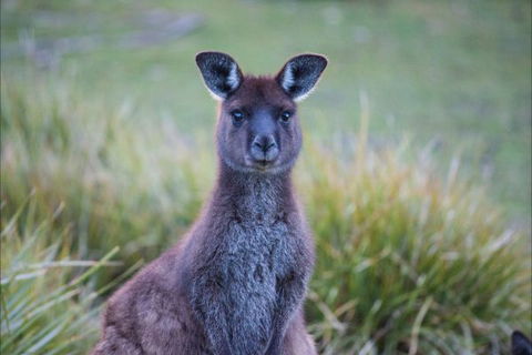 Postmans Cottage - Flinders Chase National Park - Accommodation Perth 4